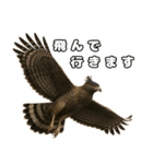 八重山諸島の仲間達（個別スタンプ：29）