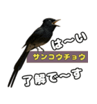 八重山諸島の仲間達（個別スタンプ：30）