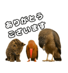 八重山諸島の仲間達（個別スタンプ：39）