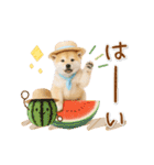 ▶動く癒し柴犬の「夏」の毎日（個別スタンプ：1）