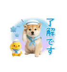 ▶動く癒し柴犬の「夏」の毎日（個別スタンプ：2）