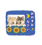 ▶動く癒し柴犬の「夏」の毎日（個別スタンプ：8）
