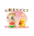 ▶動く癒し柴犬の「夏」の毎日（個別スタンプ：11）