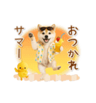 ▶動く癒し柴犬の「夏」の毎日（個別スタンプ：13）