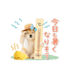 ▶動く癒し柴犬の「夏」の毎日（個別スタンプ：14）