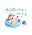 ▶動く癒し柴犬の「夏」の毎日（個別スタンプ：17）