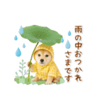 ▶動く癒し柴犬の「夏」の毎日（個別スタンプ：23）