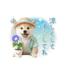 ▶動く癒し柴犬の「夏」の毎日（個別スタンプ：24）