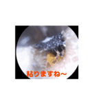 耳の冒険（ウェットタイプ）（個別スタンプ：5）