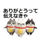 デカ動く 3D三匹の擦れねこ2（個別スタンプ：19）
