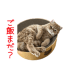 小西家のニコちゃん（個別スタンプ：1）