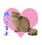 小西家のニコちゃん（個別スタンプ：2）