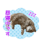 小西家のニコちゃん（個別スタンプ：3）