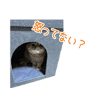 小西家のニコちゃん（個別スタンプ：5）