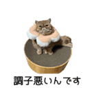小西家のニコちゃん（個別スタンプ：6）