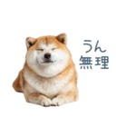 実写断る柴犬【面白い・かわいい】（個別スタンプ：1）