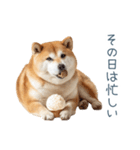 実写断る柴犬【面白い・かわいい】（個別スタンプ：2）