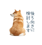 実写断る柴犬【面白い・かわいい】（個別スタンプ：4）