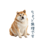 実写断る柴犬【面白い・かわいい】（個別スタンプ：5）