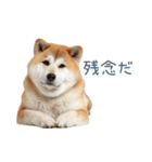 実写断る柴犬【面白い・かわいい】（個別スタンプ：9）