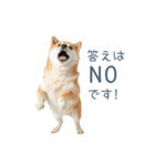 実写断る柴犬【面白い・かわいい】（個別スタンプ：10）