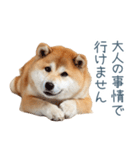 実写断る柴犬【面白い・かわいい】（個別スタンプ：13）