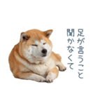 実写断る柴犬【面白い・かわいい】（個別スタンプ：14）
