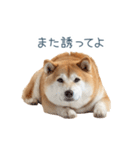 実写断る柴犬【面白い・かわいい】（個別スタンプ：15）