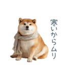 実写断る柴犬【面白い・かわいい】（個別スタンプ：16）