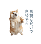 実写断る柴犬【面白い・かわいい】（個別スタンプ：18）