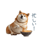 実写断る柴犬【面白い・かわいい】（個別スタンプ：20）