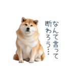 実写断る柴犬【面白い・かわいい】（個別スタンプ：21）