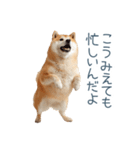 実写断る柴犬【面白い・かわいい】（個別スタンプ：23）