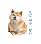 実写断る柴犬【面白い・かわいい】（個別スタンプ：25）