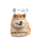 実写断る柴犬【面白い・かわいい】（個別スタンプ：26）