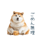 実写断る柴犬【面白い・かわいい】（個別スタンプ：27）