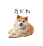 実写断る柴犬【面白い・かわいい】（個別スタンプ：28）