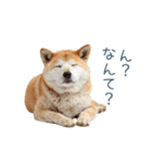 実写断る柴犬【面白い・かわいい】（個別スタンプ：29）