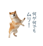 実写断る柴犬【面白い・かわいい】（個別スタンプ：30）