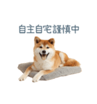 実写断る柴犬【面白い・かわいい】（個別スタンプ：31）
