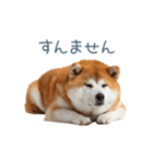 実写断る柴犬【面白い・かわいい】（個別スタンプ：32）