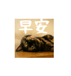 小花達の日常会話スタンプ（台湾華語）（個別スタンプ：1）