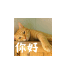 小花達の日常会話スタンプ（台湾華語）（個別スタンプ：2）