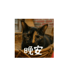 小花達の日常会話スタンプ（台湾華語）（個別スタンプ：3）