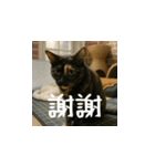 小花達の日常会話スタンプ（台湾華語）（個別スタンプ：4）