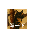 小花達の日常会話スタンプ（台湾華語）（個別スタンプ：7）