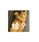 小花達の日常会話スタンプ（台湾華語）（個別スタンプ：8）