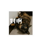 小花達の日常会話スタンプ（台湾華語）（個別スタンプ：9）