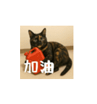 小花達の日常会話スタンプ（台湾華語）（個別スタンプ：14）