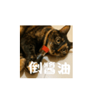 小花達の日常会話スタンプ（台湾華語）（個別スタンプ：22）